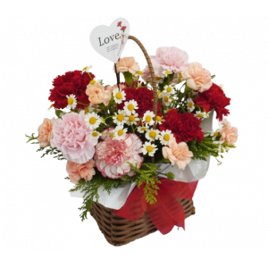 카네이션 특별할인